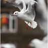 web_0038